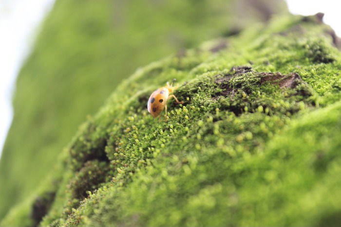 苔藓上爬行的瓢虫