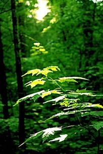 公园里的绿色植物图片