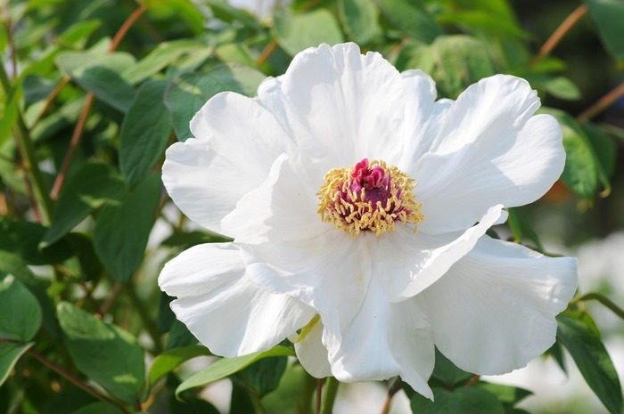 白芍药特写图片_动物植物图片