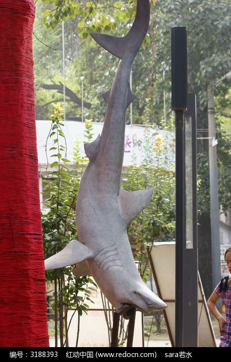 被捕捞倒立的鲨鱼张嘴挣扎高清图片下载_红动中国