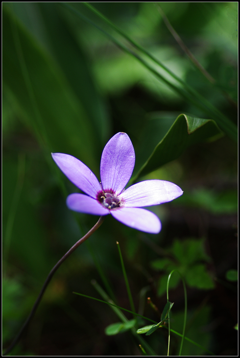 草丛下的紫色小花