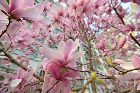 粉色迎春花特写