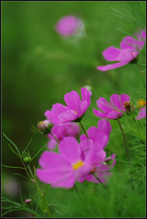 高原盛开的格桑花