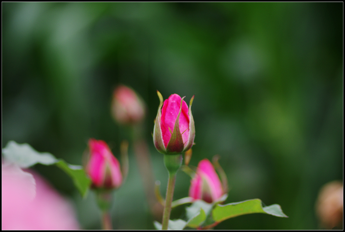 月季花花蕾