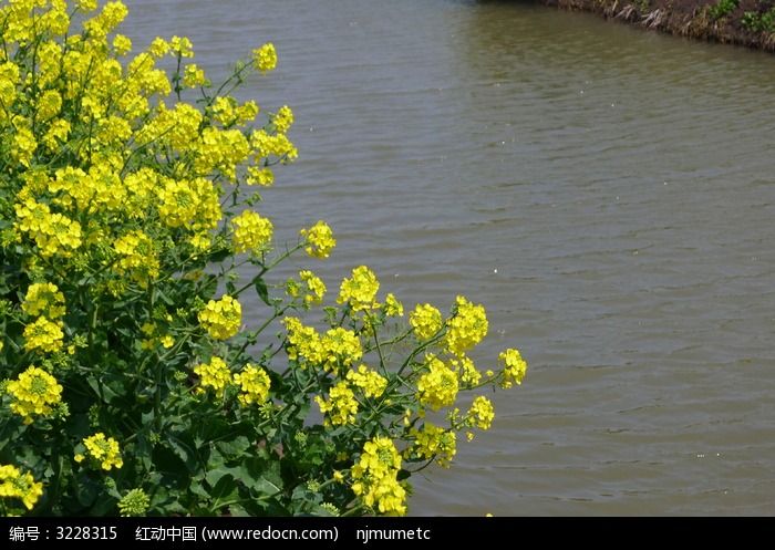水边油菜花近景
