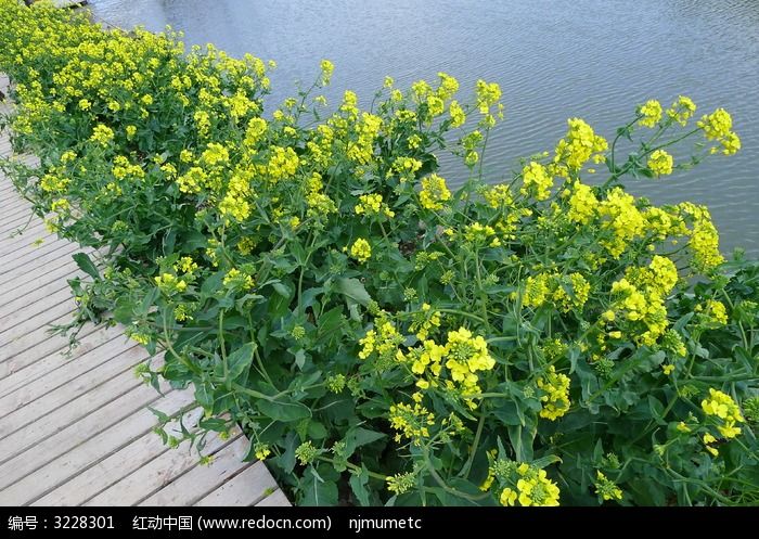 水边栈道油菜花