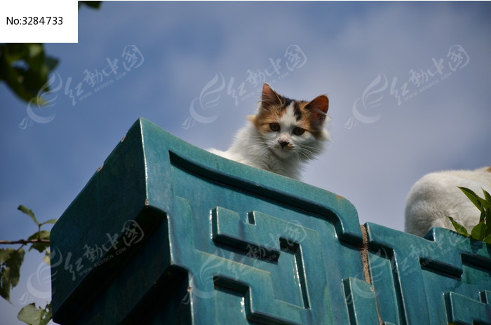 房顶上的猫咪特写