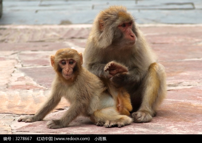 母子猴高清图片下载_红动中国