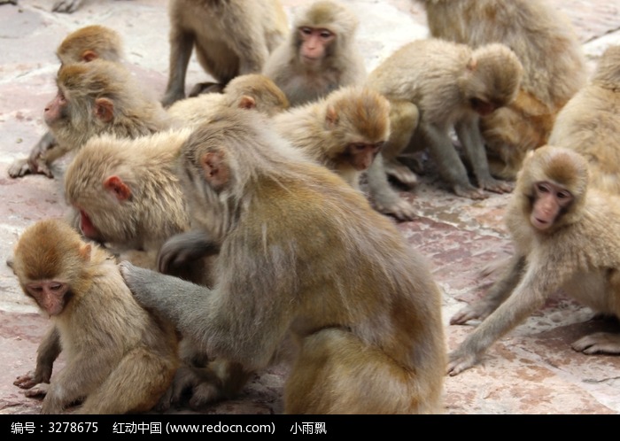 红动网提供陆地动物精美高清图片下载,您当前访问图片主题是群猴,编号是3278675, 文件格式是JPG,拍摄设备是Canon EOS 600D,您下载的是一个压缩包文件,请解压后再使用看图软件打开,色彩模式是,图片像素是3464*2312像素,素材大小 是4.28 MB,如果您喜欢本作品,请使用上方的分享功能,分享给您的朋友,可以给他们的设计工作带来便利。