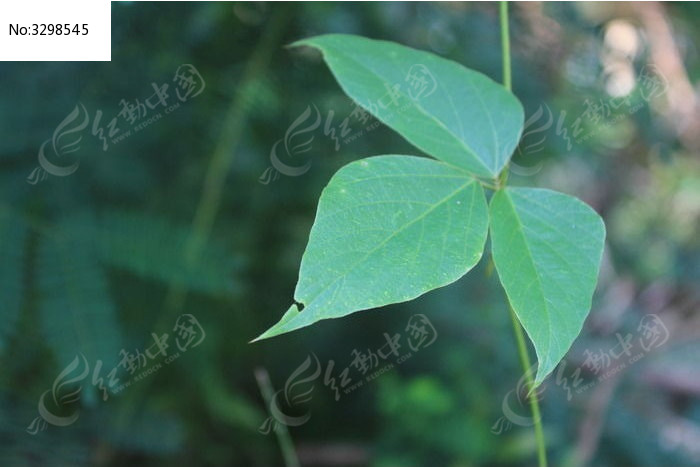 三片叶子的植物