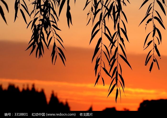 红霞中的柳叶图片图片