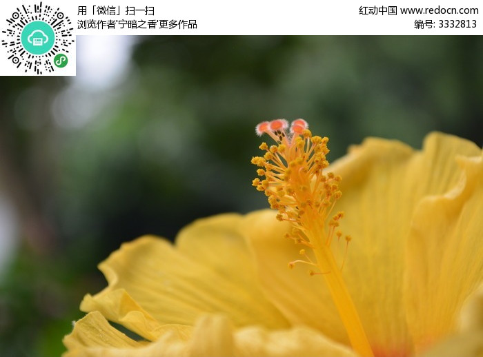 黄色扶桑花蕊