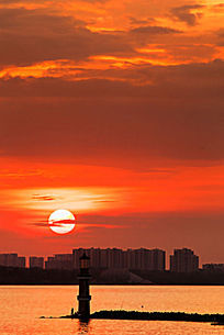 夕阳红