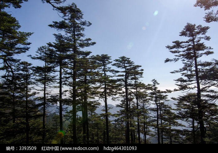 神农架神农顶风景区神农谷松树群图片