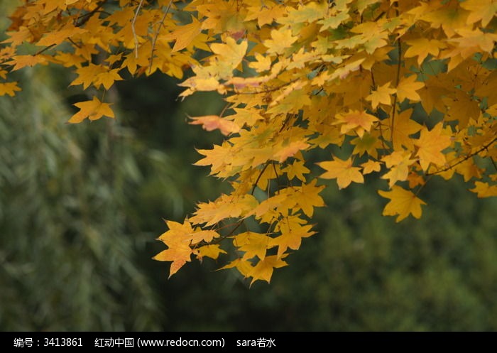 黄色枫叶五角大片繁多
