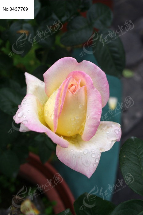 美丽的月季花