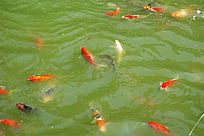 水中游动的鲤鱼