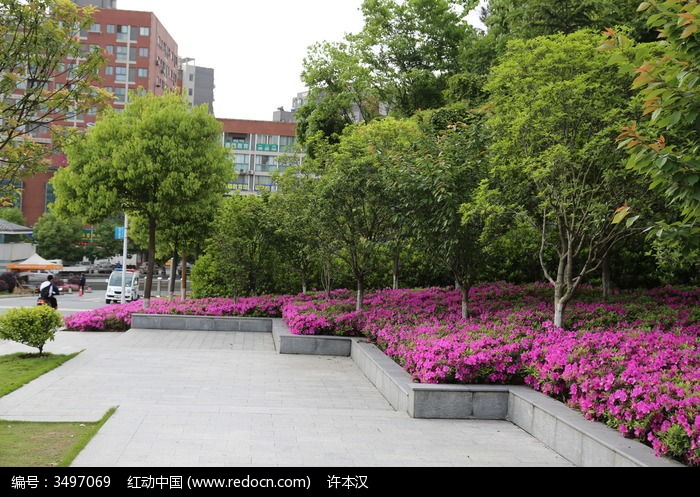 十堰市郧阳师专图书馆门前花坛中的映山红