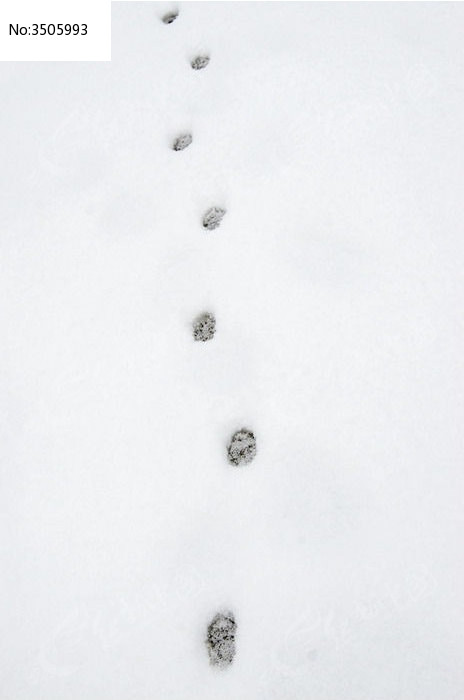 雪地里的一串狗脚印
