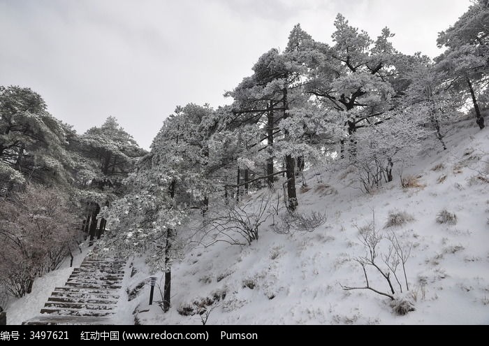 雪松林