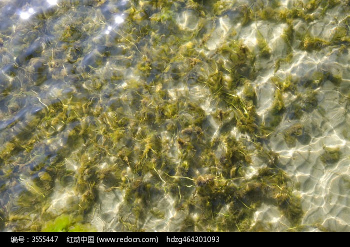 大理洱海湖底植物