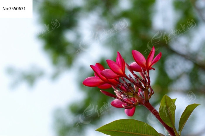 红色鸡蛋花