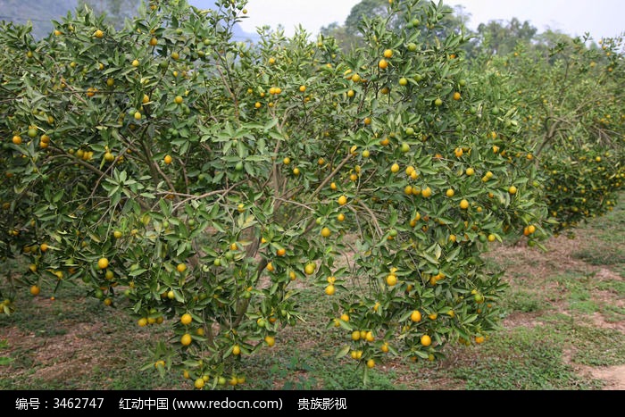 金桔结果