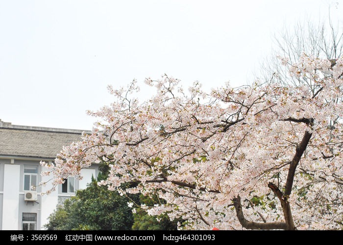 武汉大学的樱花树