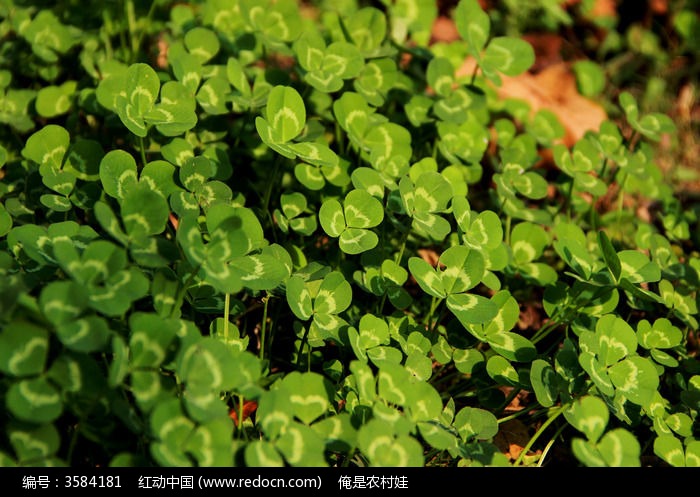 一片绿色的三角形叶子的植物