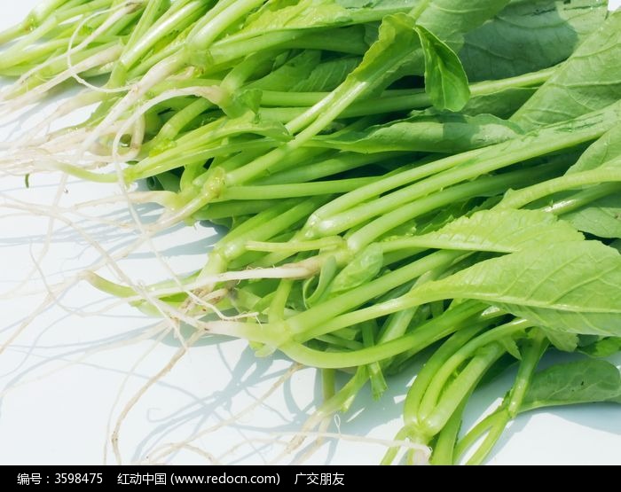 近拍一堆菠菜青菜特写图片