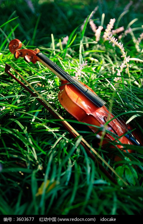 逆光下花众里的小提琴6图片_艺术文化图片