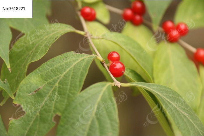 原创摄影图 动物植物 花卉花草 金银忍冬的红色果实