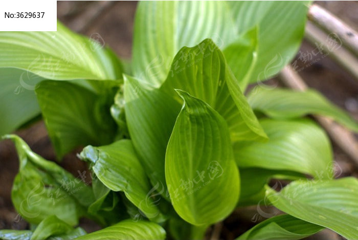 绿色植物叶片