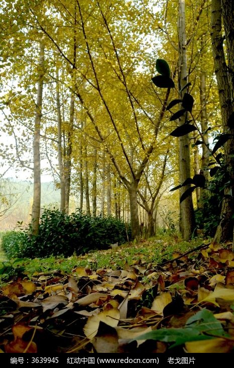原创摄影图 动物植物 树木枝叶 黄叶与落叶