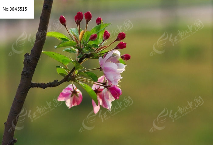 树枝上的海棠花