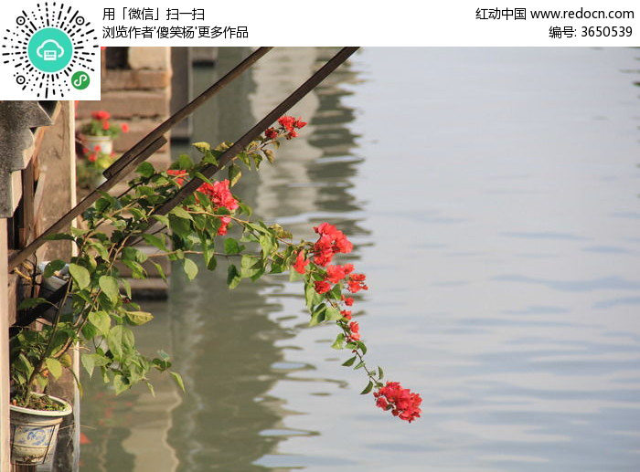 盛开的杜鹃花图片_图片_红动手机版