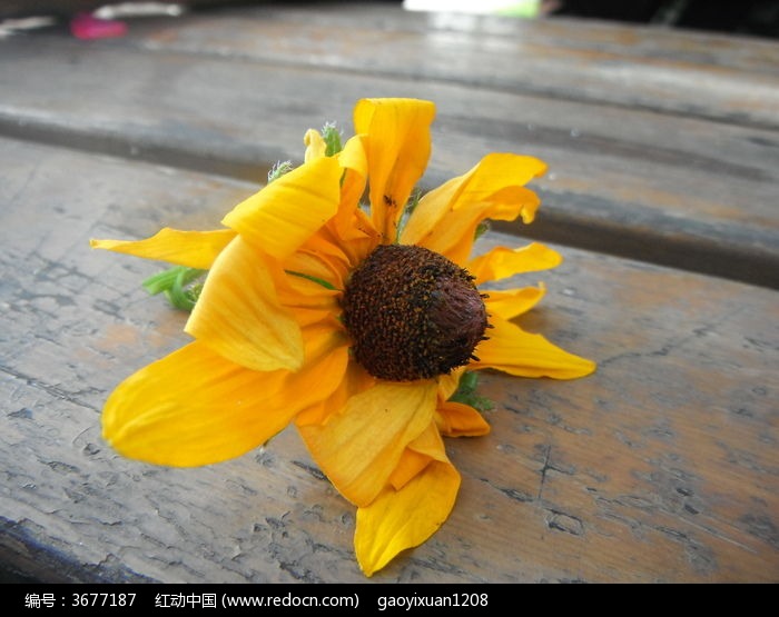 凋零残落的花朵