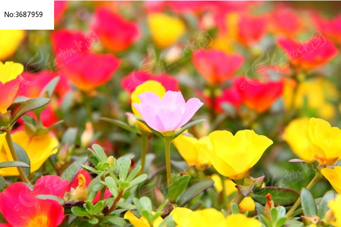五颜六色的鲜花