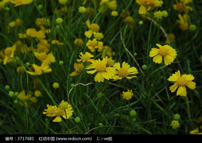 金鸡菊