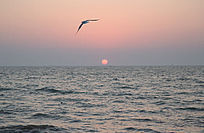 海上日出及飞翔的海鸥
