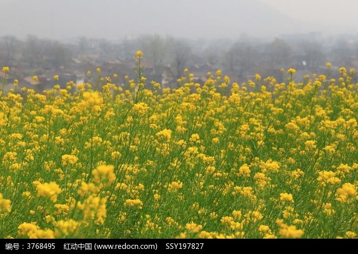 油菜花地