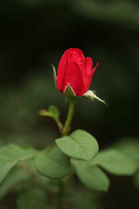 玫瑰花蕾