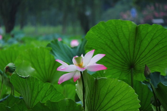 夏季图片