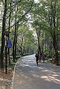 电脑画林荫道