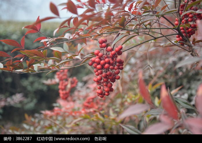 红豆豆