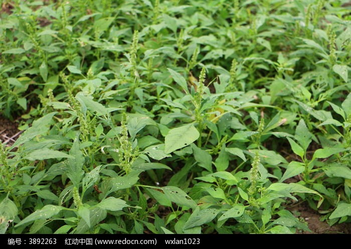 汗菜种植