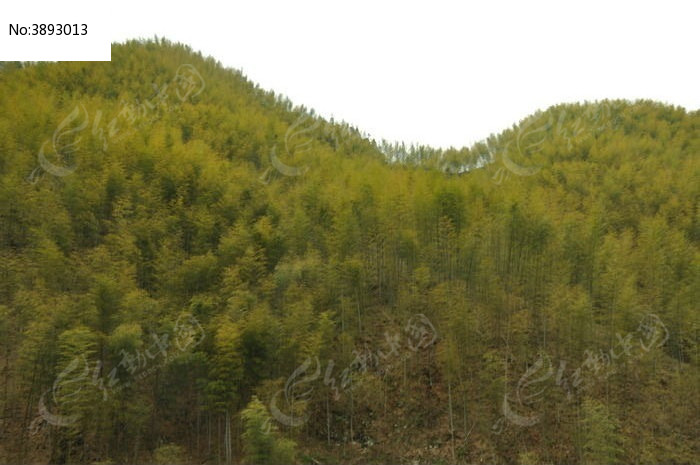 电影《卧虎藏龙》中的竹林