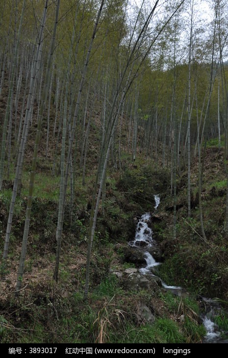 竹林山上的溪水