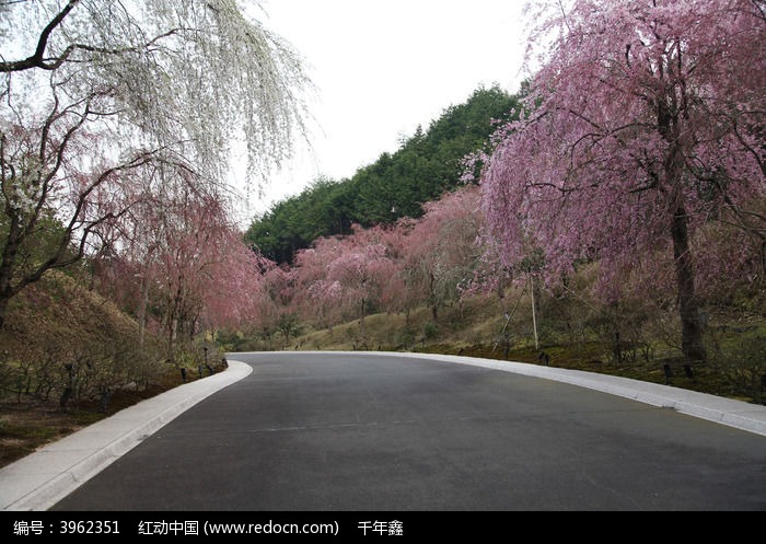 路边的樱花树