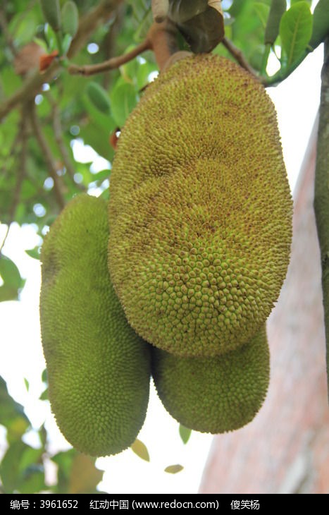 菠萝蜜